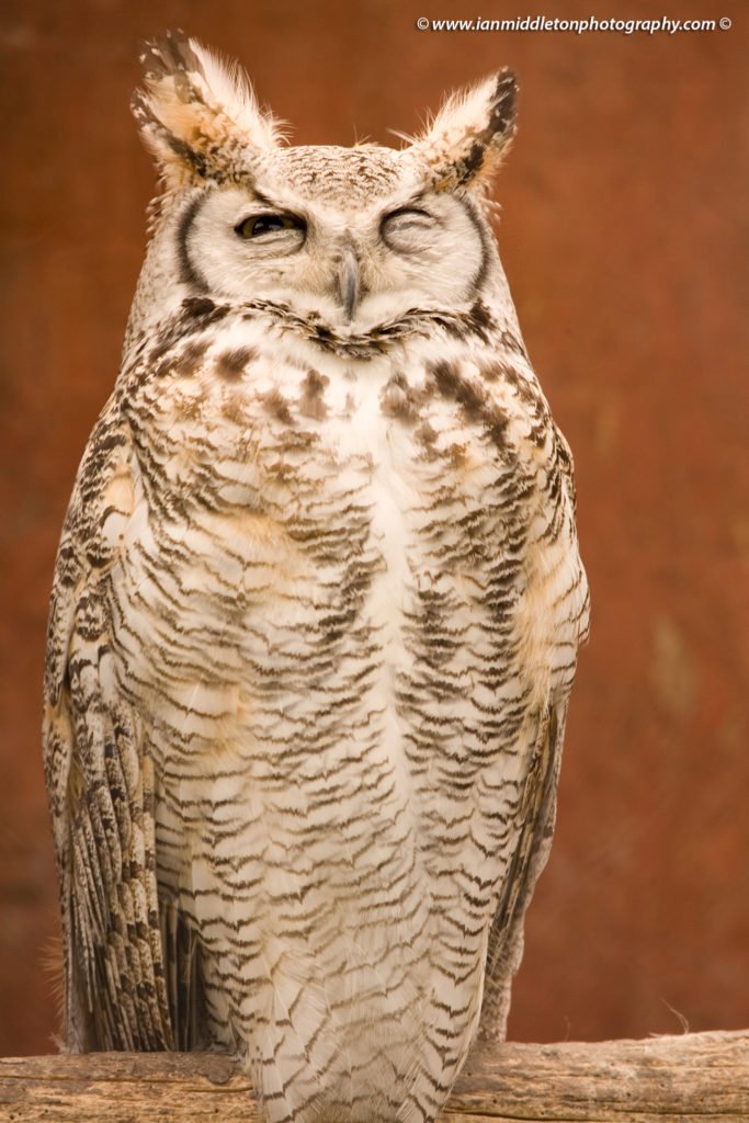 Great Horned Owl in Exmoor Falconry, Somerset, England.