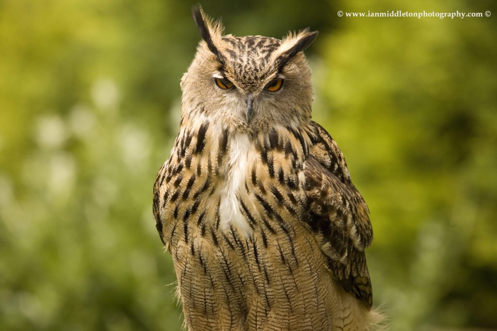 Great horned owl at Exmoor Falconry , Somerset , England .