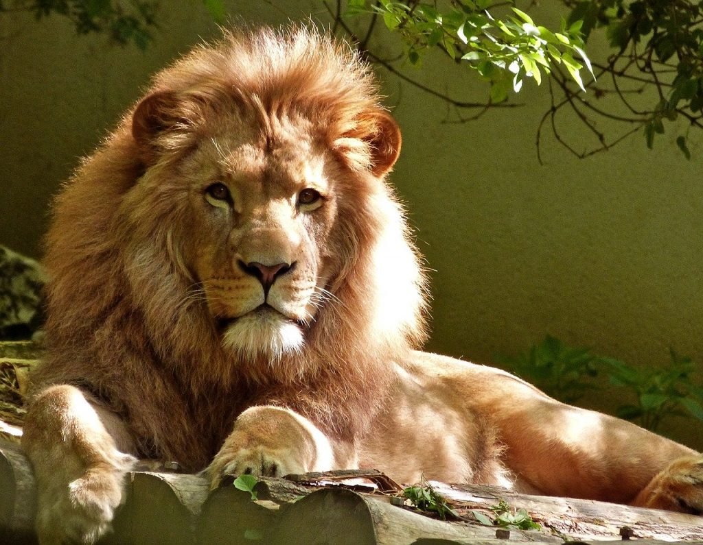 Sun in Leo. Lions love it too.