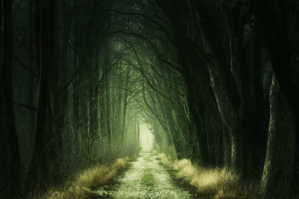 Forest